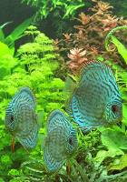 3 Diskusfische im Pflanzenaquarium