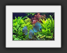 Show-Pflanzenaquarium Bild 6